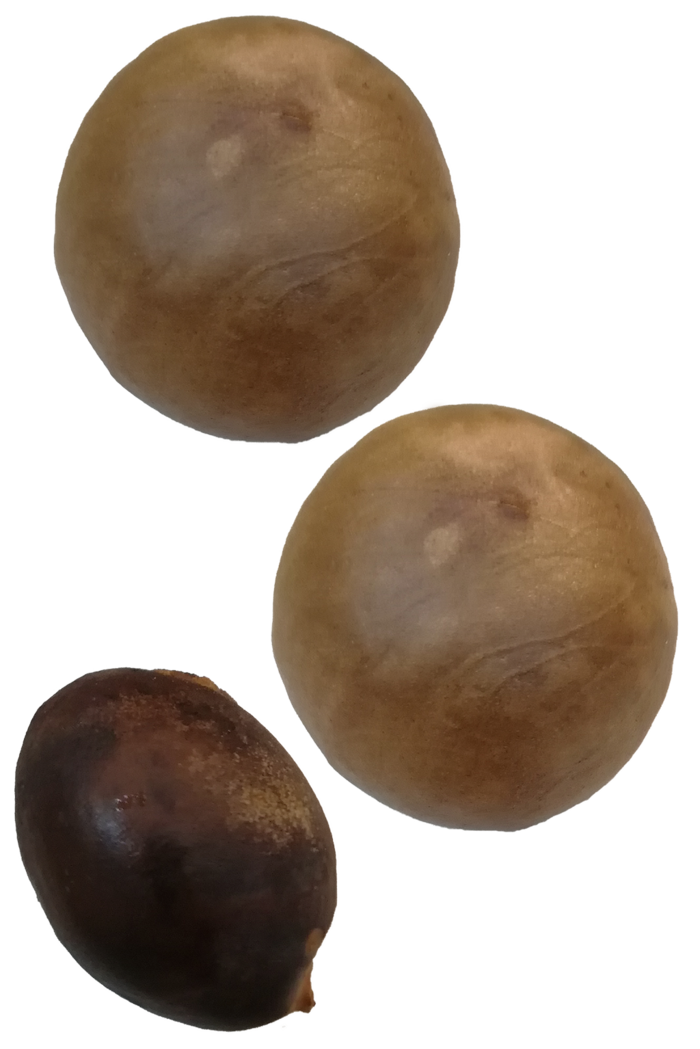 鳄梨牛油果核免抠摄影元素素材