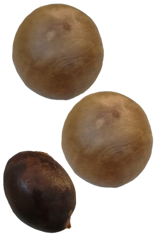 鳄梨牛油果核免抠摄影元素素材