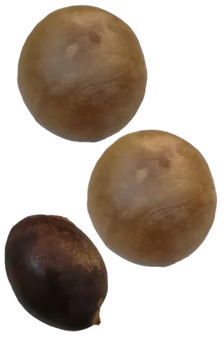 鳄梨牛油果核免抠摄影元素素材