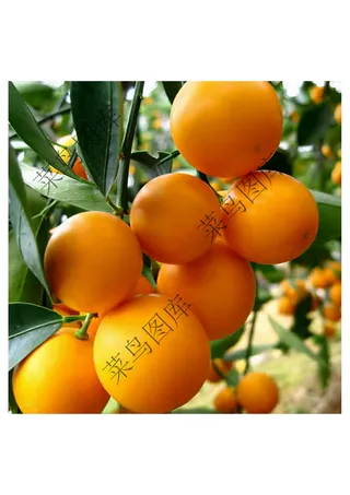 金橘高清图片