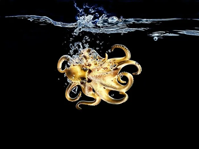水中黑背景的章鱼
