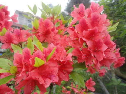 杜鹃花图片下载 杜鹃花图片下载