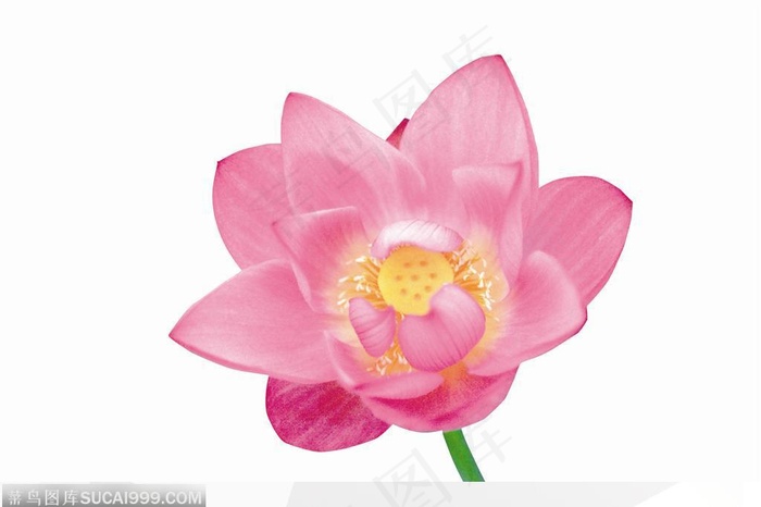 倾斜的荷花手绘图片