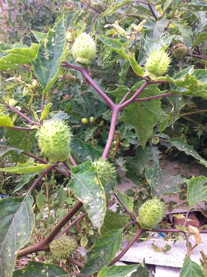 刺球曼陀罗植物
