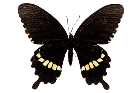 蝴蝶 彩蝶 花蝴蝶 动物 昆虫 免抠