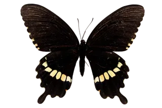 蝴蝶 彩蝶 花蝴蝶 动物 昆虫 免抠