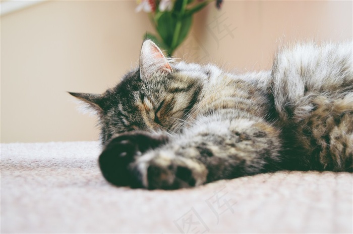 睡觉的猫咪摄影