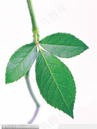 叶片标本（三叶草）