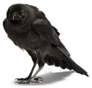 乌鸦 PNG免抠