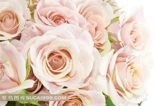 装饰画背景画无框画玫瑰花