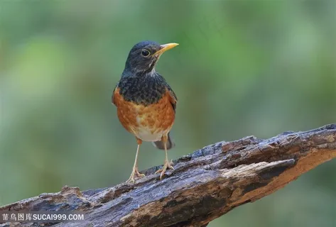 歪头可爱小鸟类图片