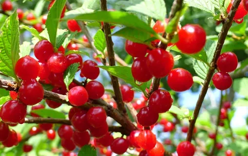 果园里的樱桃 果园里的樱桃