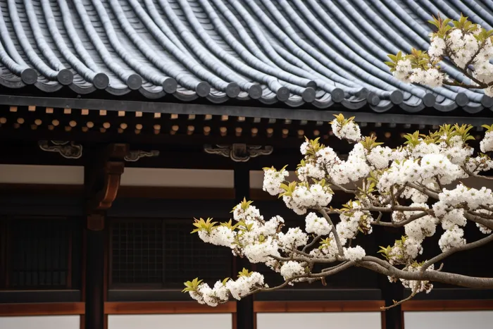 屋檐下开百花的树摄影图(4032x2688)