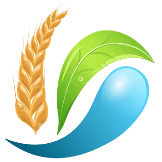 现代农业小麦叶子水源