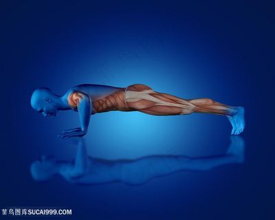 俯卧撑人体肌肉透视图片