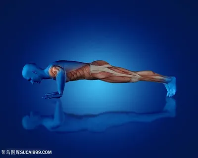 俯卧撑人体肌肉透视图片 俯卧撑人体肌肉透视图片