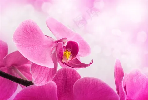 鲜艳粉红色的兰花鲜花高清图片 鲜艳粉红色的兰花鲜花高清图片