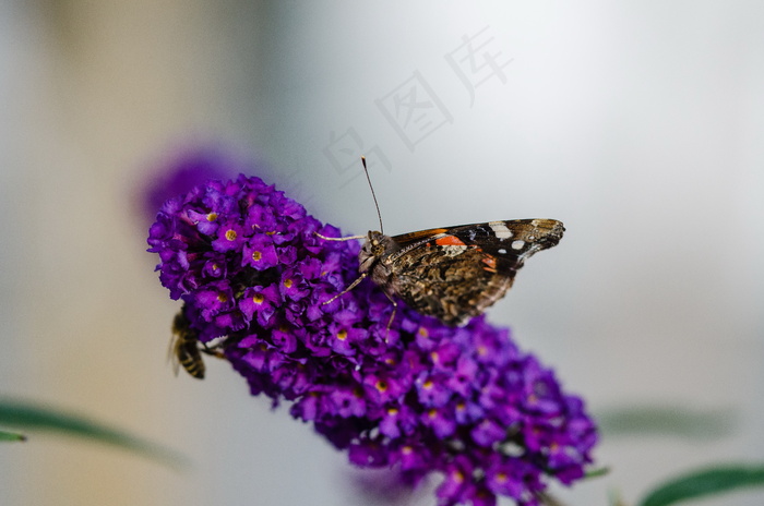 丁香花与蝴蝶图片