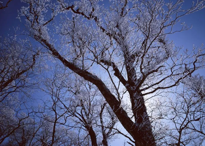 冰天雪地 245