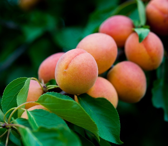 美味的水蜜桃水果高清素材图片