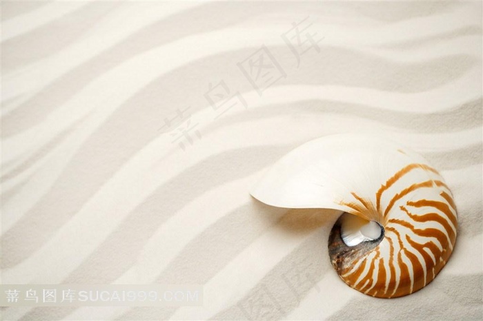 大海的贝壳和海螺高清素材美图