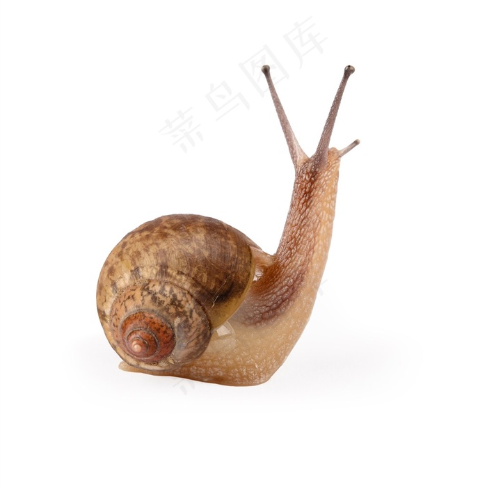可爱的蜗牛昆虫高清写真素材