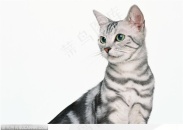 可爱猫咪-歪头注视的英国短毛猫小猫咪