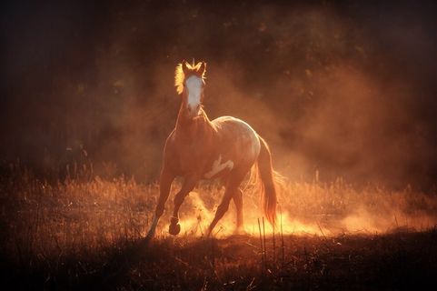 飞扬尘土中奔跑的骏马摄影