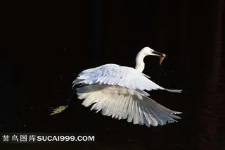 水里玩耍的白鹭