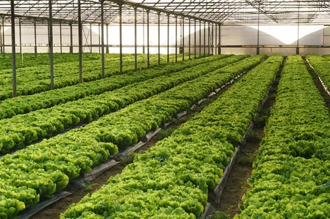 整齐的绿色蔬菜大棚高清图