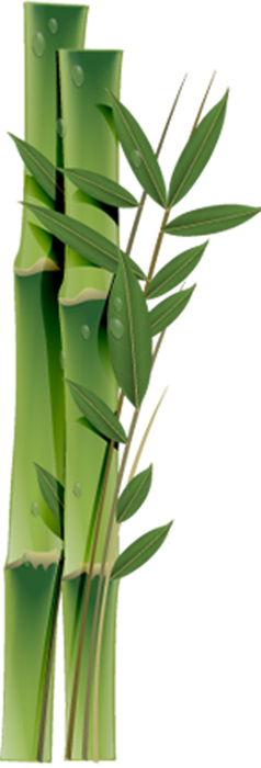 PNG 绿色竹子  