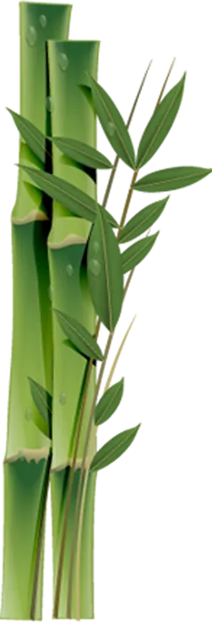 PNG 绿色竹子  