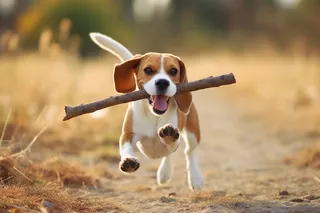 一只可爱的猫咪坐着桌子上摄影图