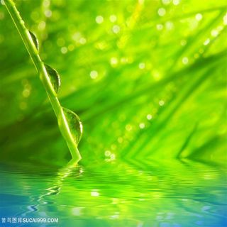 树叶露珠特写高清图片