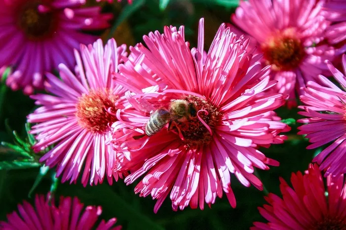 花园灿烂鲜花图片