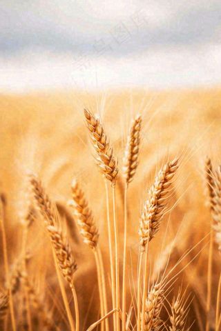 秋天收获小麦收割落日，秋分芒种小满粮食摄影图