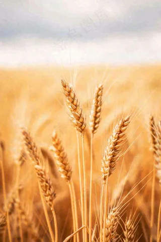 秋天收获小麦收割落日，秋分芒种小满粮食摄影图