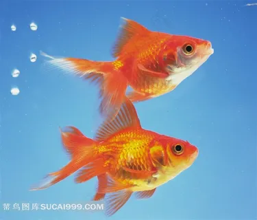 一对小金鱼吹泡泡