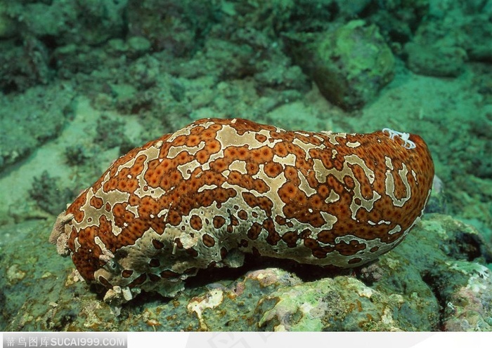 艳丽的珊瑚-红褐色的海参