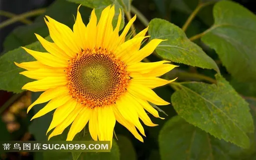 一朵漂亮的向日葵