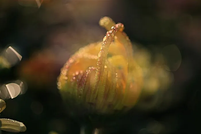 唯美的菊花高清素材