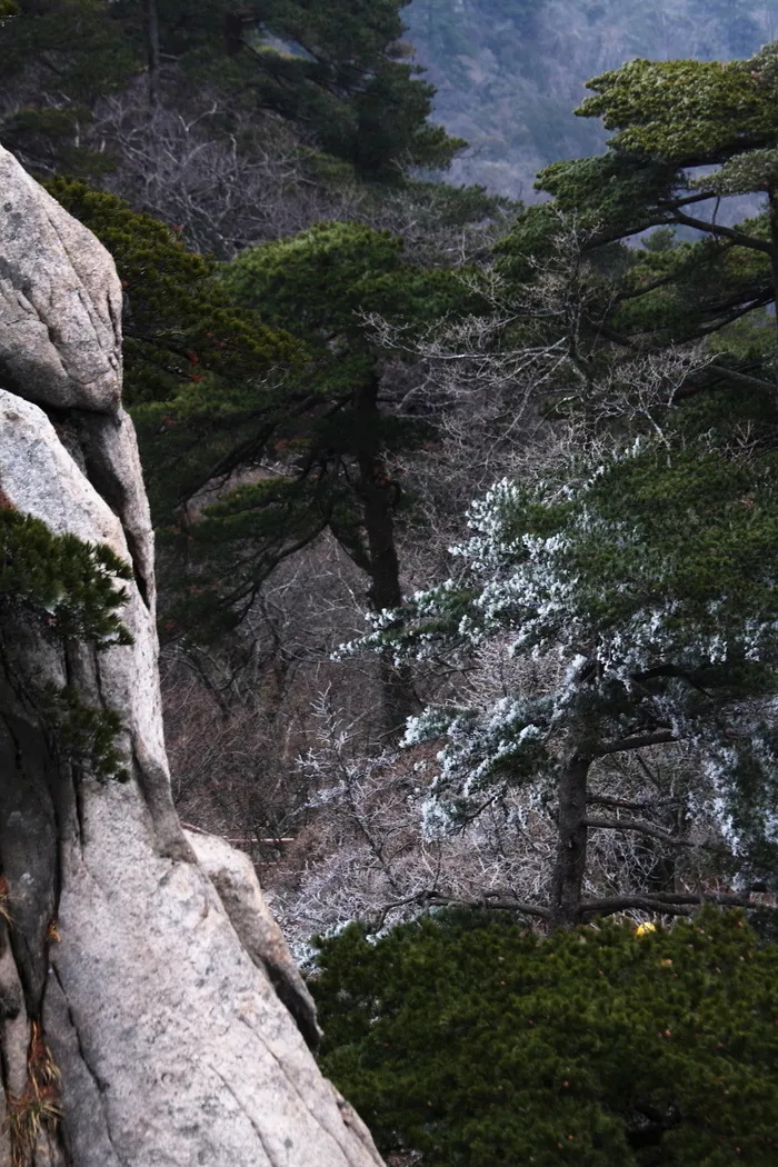 安徽黄山奇松风景图片-第10张