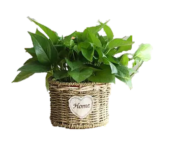 茂盛绿萝装修环保吸收污染物