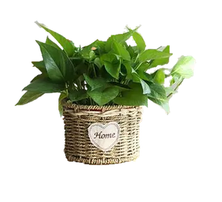 茂盛绿萝装修环保吸收污染物