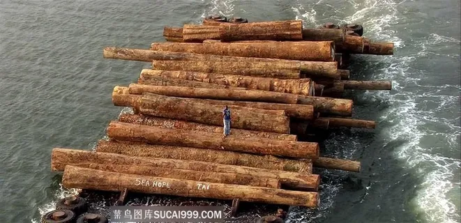 运输砍下的木头 运输砍下的木头