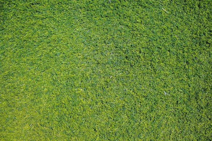 绿色草地背景
