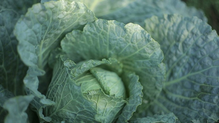 卷心菜的质地，特写视图