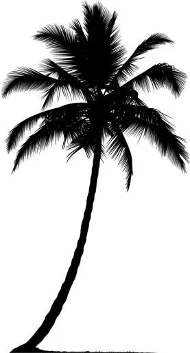 棕榈树 PNG免抠(525x969)