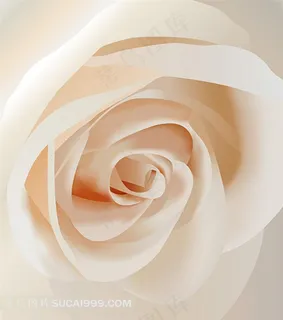 白玫瑰花朵素材