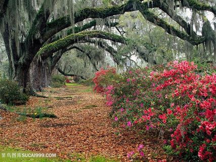 大树草地小道壁纸